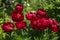 Herbaceous Peonies Buckeye Belle in flower