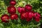 Herbaceous Peonies `Buckeye Belle` in flower garden