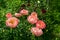 Herbaceous Peonies `Pink Hawaiian Coral` in flower