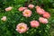 Herbaceous Peonies `Pink Hawaiian Coral` in flower