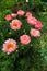 Herbaceous Peonies `Pink Hawaiian Coral` in flower