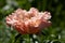 Herbaceous Peonies Pink Hawaiian Coral in flower