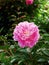 Herbaceous peony