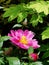 Herbaceous peony