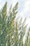 Herbaceous perennial plant Calamagrostis epigejos in the rays of the setting sun. Macro photography. Cereals. Weed.