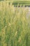 Herbaceous perennial plant Calamagrostis epigejos in the rays of the setting sun. Macro photography. Cereals. Weed.