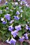 Herbaceous perennial plant - viola odorata or wood violet, sweet violet, english violet, garden viole