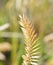 Herbaceous plant Comb-shaped granary or combed granary Latin. Agropyron cristatum