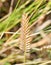 Herbaceous plant Comb-shaped granary or combed granary Latin. Agropyron cristatum