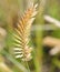 Herbaceous plant Comb-shaped granary or combed granary Latin. Agropyron cristatum