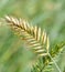 Herbaceous plant Comb-shaped granary or combed granary Latin. Agropyron cristatum