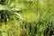 Herbaceous plant - Cyperus papyrus