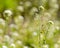 Herbaceous plant in the desert