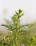 Herbaceous plant in the desert