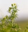 Herbaceous plant in the desert