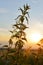 Herbaceous plant Nettles in the sunset.