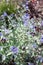Herbaceous plants Caryopteris Dark Knight called Bluebeards shrub with blue flowers in the garden
