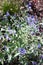 Herbaceous plants Caryopteris Dark Knight called Bluebeards shrub with blue flowers in the garden