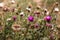 Herbaceous plants `Milk Thistle` Silybum Marianum. Field with power marian milk thistle, medical plants. Dry mature head, dr