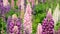 Herbaceous poisonous plant lupins