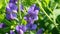 Herbaceous poisonous plant lupins