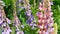 Herbaceous poisonous plant lupins