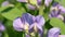 Herbaceous poisonous plant lupins