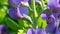 Herbaceous poisonous plant lupins