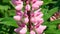 Herbaceous poisonous plant lupins