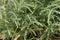 Herbaceous seepweed Suaeda maritima