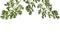 Herbal border or edging from branches of sagebrush ( absinthe, absinthium, absinthe wormwood, wormwood ) leaves,