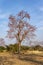 Herbal Colour Tree Butea monosperma