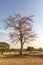 Herbal Colour Tree Butea monosperma