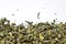 Herbal dried green tea leaves