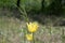 Herbal and floral backdrop. Delicate light yellow petals of tulips on blurred green background. Closeup of blooming tulips