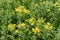 Herbal flower St John`s wort Hypericum perforatum