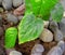 Herbal fresh green colored betel leaf plant