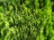 Herbal green background of conifers