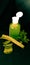 Herbal Hand Sanitization ingredients for COVID19. Aloe vera gel and Basil leaves.