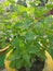 A herbal and holy plant Tulsi