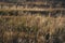 Herbal meadow in autumn. Steppe landscape