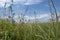 Herbal meadow with grass, flowers and blue sky