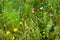 Herbal meadow mixed flowers at bloom summer season nature details