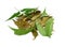 Herbal Medicinal Neem leaves