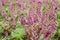 Herbal medicinal plant Petasites hybridus, the butterbur growing in wild nature in spring.