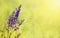 Herbal medicine, blooming meadow sage purple flower - green natural background