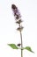 Herbal medicine Mentha spicata (Spearmint, Spear Mint)