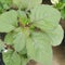 Herbal medicine plant ceylon green