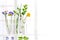 Herbal medine Background : Panoramic image of a laboratory Fresh medicinal plant and Flowers ready for experiment on awhite