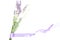 Herbal oil and lavender flowers bunch blossoms lavandula angustifolia white background. Essential Organic Lavender Oil